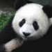 ¿Quiénes son los nuevos pandas de Atlanta? Conoce a Ping Ping y Fu Shuang