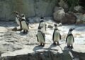 ¿Un pingüino que nadie había identificado? La ciencia revela una nueva especie