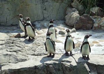¿Un pingüino que nadie había identificado? La ciencia revela una nueva especie