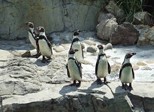 ¿Un pingüino que nadie había identificado? La ciencia revela una nueva especie