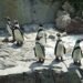 ¿Un pingüino que nadie había identificado? La ciencia revela una nueva especie