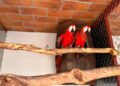 Profepa asegura 252 aves en Mazatlán; cuatro especies están protegidas