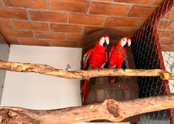 Profepa asegura 252 aves en Mazatlán; cuatro especies están protegidas