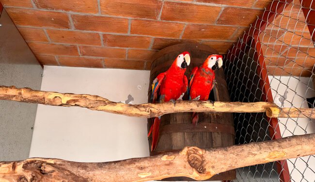 Profepa asegura 252 aves en Mazatlán; cuatro especies están protegidas