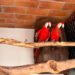 Profepa asegura 252 aves en Mazatlán; cuatro especies están protegidas