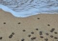 ¡Alerta por nidos de tortugas golfinas en Oaxaca! Buscan evitar saqueo de huevos