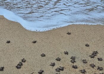 ¡Alerta por nidos de tortugas golfinas en Oaxaca! Buscan evitar saqueo de huevos