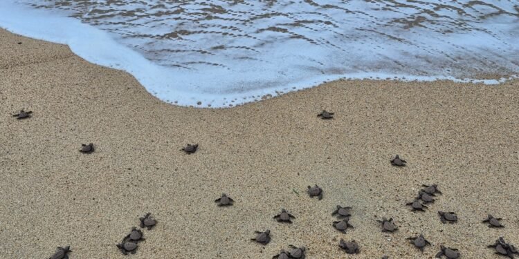 ¡Alerta por nidos de tortugas golfinas en Oaxaca! Buscan evitar saqueo de huevos