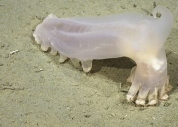Hallazgo en el fondo del Atlántico: descubren a “Loki”, una criatura con apariencia de otro mundo