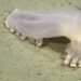 Hallazgo en el fondo del Atlántico: descubren a “Loki”, una criatura con apariencia de otro mundo