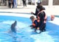 Una muerte por esclarecer: Moana falleció bajo resguardo del Delfinario Sonora