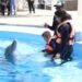 Una muerte por esclarecer: Moana falleció bajo resguardo del Delfinario Sonora