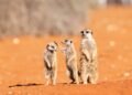 Anuncian a los finalistas de los Nikon Comedy Wildlife Awards 2026: Las fotografías más divertidas de la naturaleza