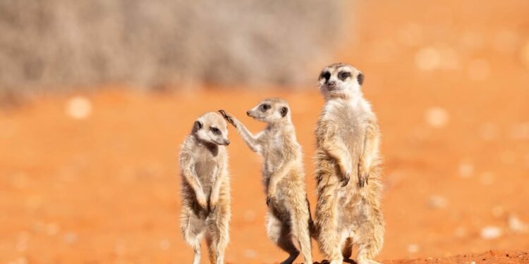 Anuncian a los finalistas de los Nikon Comedy Wildlife Awards 2026: Las fotografías más divertidas de la naturaleza