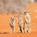 Anuncian a los finalistas de los Nikon Comedy Wildlife Awards 2026: Las fotografías más divertidas de la naturaleza