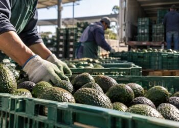 Aguacate de exportación tendrá nuevo filtro fiscal: así aplicará la deducción del ISR