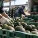 Aguacate de exportación tendrá nuevo filtro fiscal: así aplicará la deducción del ISR