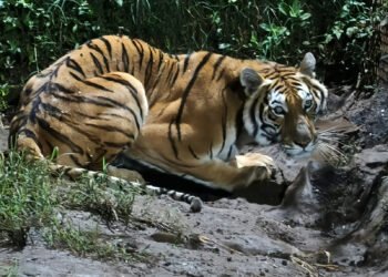 Hallan cinco animales silvestres en cateos en Michoacán; había un tigre de Bengala