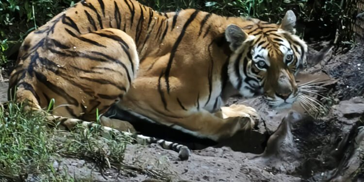 Hallan cinco animales silvestres en cateos en Michoacán; había un tigre de Bengala