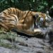 Hallan cinco animales silvestres en cateos en Michoacán; había un tigre de Bengala