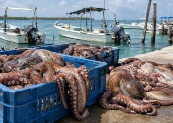 ¡Negocio millonario bajo el mar! La pesca de pulpo aumenta 57% su valor en México