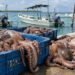 ¡Negocio millonario bajo el mar! La pesca de pulpo aumenta 57% su valor en México
