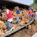 Del saqueo a la cárcel: Veracruz aprueba penas por rapiña en accidentes