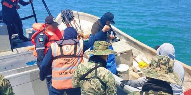 Aseguran 835 kilos de ostión en Ciudad del Carmen