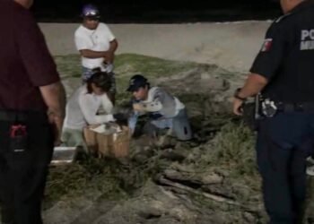 Una llamada al 911 pone a salvo más de 150 huevos de tortuga en Carmen