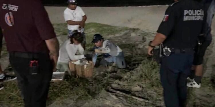 Una llamada al 911 pone a salvo más de 150 huevos de tortuga en Carmen