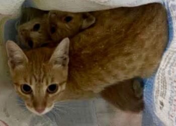 Abandono de gatitos en Los Petenes llega ante la justicia; deberá pagar atención y alimento