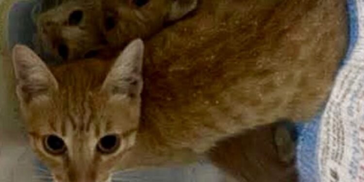 Abandono de gatitos en Los Petenes llega ante la justicia; deberá pagar atención y alimento