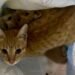 Abandono de gatitos en Los Petenes llega ante la justicia; deberá pagar atención y alimento