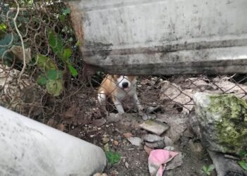 Rescatan a perro atrapado durante días en el aeropuerto de Campeche