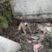 Rescatan a perro atrapado durante días en el aeropuerto de Campeche