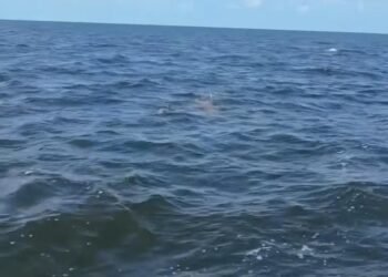 Encuentro en el mar: pescadores avistan ocho delfines frente a Lerma