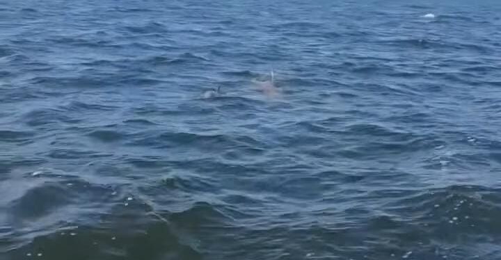 Encuentro en el mar: pescadores avistan ocho delfines frente a Lerma