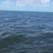 Encuentro en el mar: pescadores avistan ocho delfines frente a Lerma