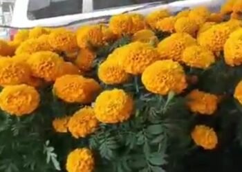 Flores que valen oro, joven de Calkiní convierte el cempasúchil en oportunidad de negocio