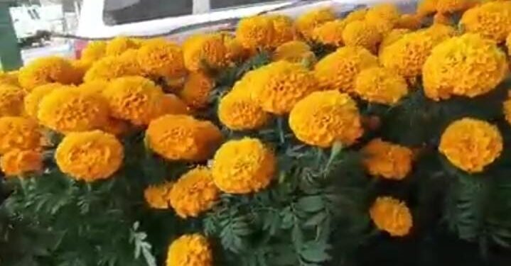 Flores que valen oro, joven de Calkiní convierte el cempasúchil en oportunidad de negocio
