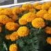 Flores que valen oro, joven de Calkiní convierte el cempasúchil en oportunidad de negocio