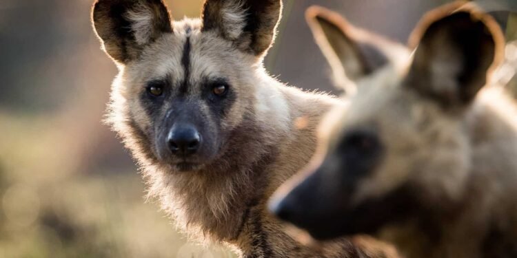 Una travesía épica por amor: Tres perros salvajes recorren más de 4,000 kilómetros en busca de pareja