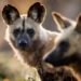 Una travesía épica por amor: Tres perros salvajes recorren más de 4,000 kilómetros en busca de pareja