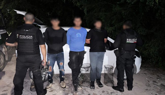 Vallarta registra su primera detención en flagrancia por tortuga casquito