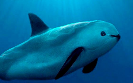 Al rescate de la vaquita marina: México redibuja las zonas prohibidas para pescar